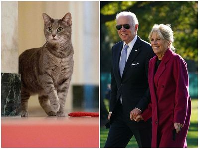 Joe Biden welcomes Willow the cat to the White House