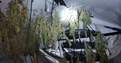 Police find remnants of large cannabis farm at Bolton home