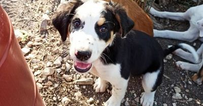 Beautiful litter of stray puppies rescued from ditch struggling to find forever families