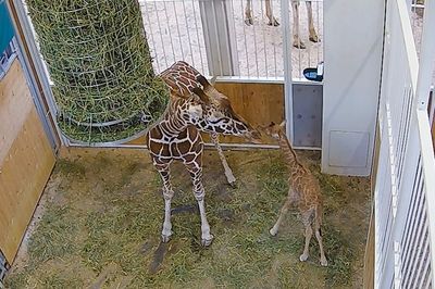 VIDEO: Tall Order: World’s Oldest Zoo Welcomes Giraffe Calf Over The Weekend