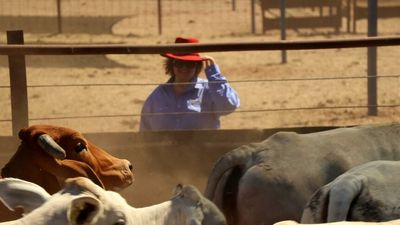 Gina Rinehart offloads three more cattle properties, including some S Kidman and Co holdings