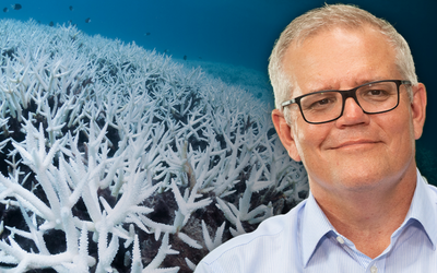 Cindy Wockner: With an election looming, Morrison & Co suddenly discover the Reef is in trouble