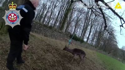 VIDEO: Cut Loose: Cops Rescue Terrified Deer Tangled Up In Tree Swing