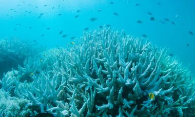 Great Barrier Reef on verge of another mass bleaching after highest temperatures on record