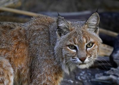 Watch: Bobcat hunts down duck on Arizona golf course