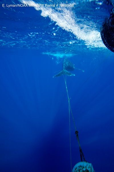 Young humpback whale freed from mooring line, buoy off Maui