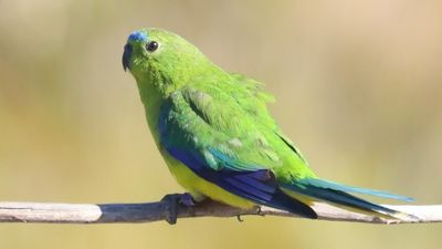 Saving the orange-bellied parrot is just one perk of spending time in Tasmania's beautiful south-west