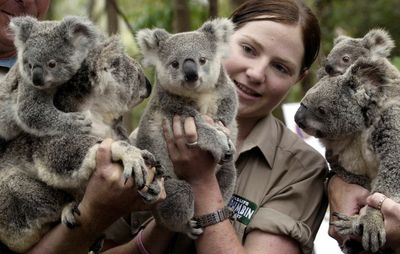 Australia boosts spending to protect koalas