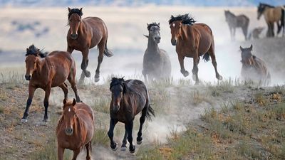 US judge won’t rein in federal wild horse roundup in Nevada