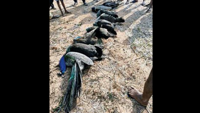 Telangana: 8 peacocks die after drinking water mixed with fertiliser in Warangal