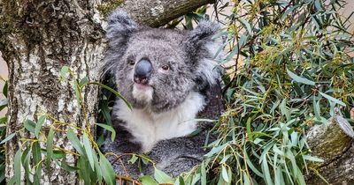 World news round-up: US shooting, $50m for koala bears and Brits back in Spain