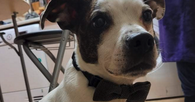 Terrified Scots woman pulls her bleeding dog from jaws of Akita during horror attack