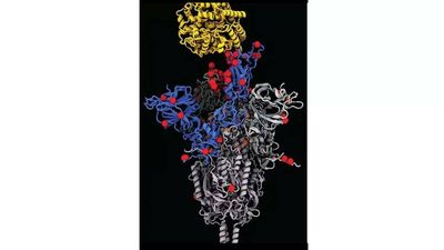 Covid-19: New sub-lineage not cause for worry, says expert