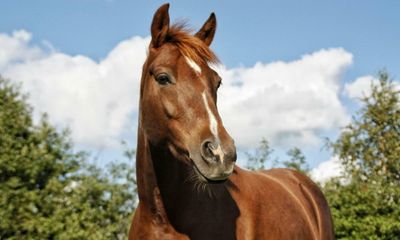 What links crane, flesh, horse, house, robber? The Saturday quiz