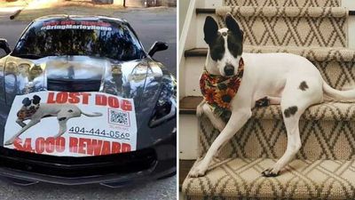 Georgia Family Offering Corvette As Reward For Finding Lost Dog
