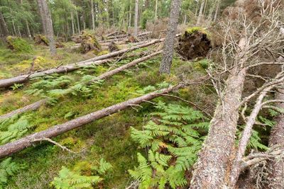 Chopping, twisting, felling: the unruly way to rewild Scotland’s forests