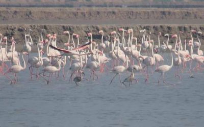 A million birds recorded during synchronised bird census in Tamil Nadu