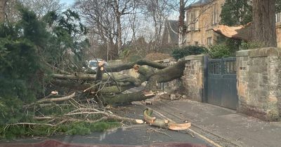 Edinburgh road blocked after huge tree crashes down in plush neighbourhood