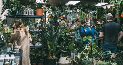 How to keep house plants alive, from banana skins to bug wiping