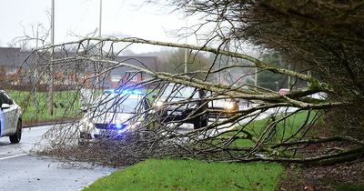 Woman, 60, killed by falling tree as 36,000 left without power during Storm Malik