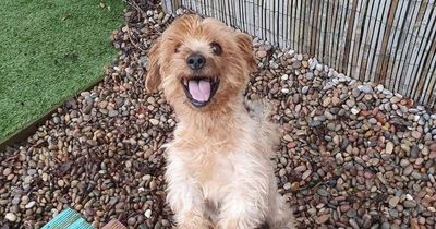 Scottish SPCA appeal for food for small dogs at their Lanarkshire Animal Rescue and Rehoming Centre