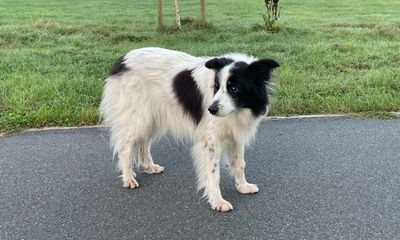Cabbage the Twitter-famous lost-and-found dog dies at 15