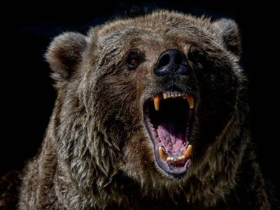What Made The Lone Apple Bear Finally Change His Negative Stance On The Tech Giant?