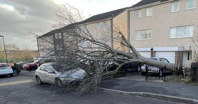 Family stunned as huge tree falls and narrowly misses home amid strong winds from Storm Malik