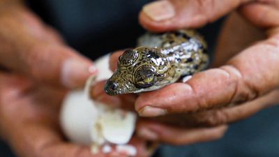 VIDEO: What A Cute Little Nipper: Zookeeper Helps Struggling Baby Croc To Hatch