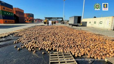 Coke-A-Nut: Cops Bust Colombian Drug Smugglers With 20,000 Coconuts Filled With Cocaine