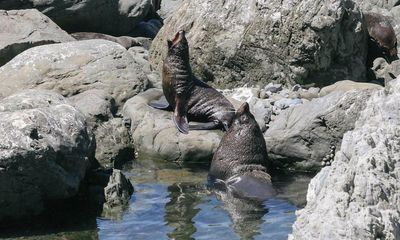 Riot shields and good balance: managing New Zealand’s booming fur seal population