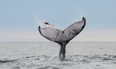 The kindest cut: the Australians fighting to save humpback whales tangled in fishing nets