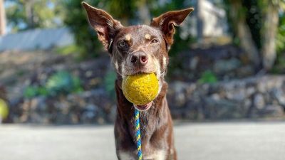 So you want to get a kelpie? Here are five questions you should ask yourself first