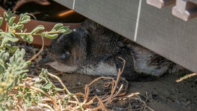 Scientists warn time is running out for Rockingham's iconic little penguins