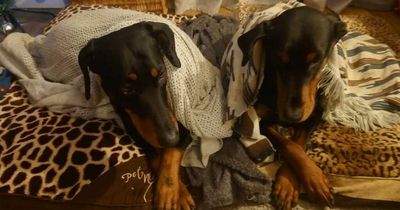 Couple baffled after receiving letter saying how they treat their loved dogs is 'evil'