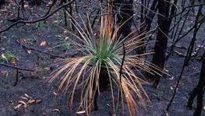 Citizen science to document bushfire recovery