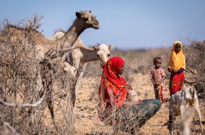 ‘We pray for rain’: Ethiopia faces catastrophic hunger as cattle perish in severe drought