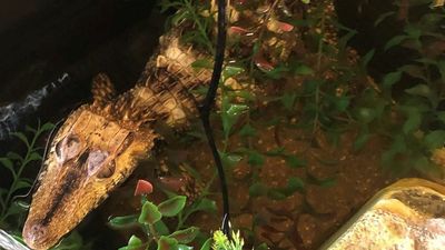 Caiman Get Me Copper: Suspect Had ‘Gator Guard Dog When Police Raided His Home