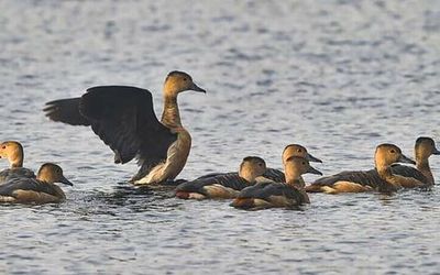 Water bodies of Bengal’s arid regions turn havens for migratory birds