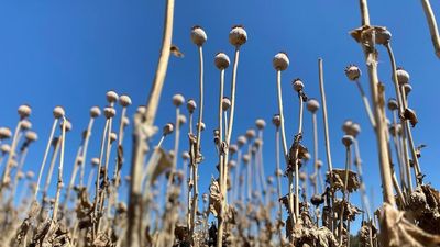 Tasmania's poppy farmers ride booms and busts of global pharmaceutical industry