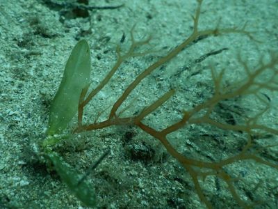 Volunteer efforts restore SA seagrasses