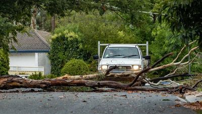 Fallen trees and damage reported as storm hits Canberra