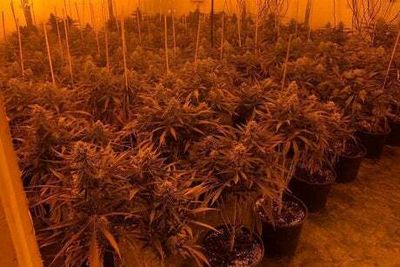 Police seize £300,000 of cannabis, guns and two crossbows in east London raid