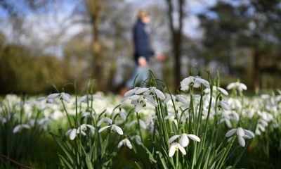 Early bloomers: 10 of the best UK gardens for late winter and early spring