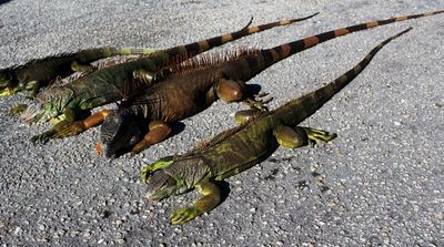 Florida Is So Cold Iguanas Are Falling Out of Trees