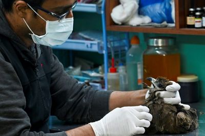 Birds of a feather: India's raptor-rescuing brothers
