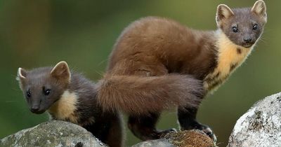 Ministry of Defence joins fight against Dumfries and Galloway's grey squirrel population