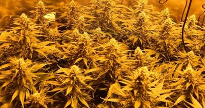 Hoard of cannabis plants found in Broxtowe garage in residential street