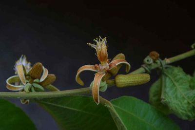 New flowering plant species found in Tak forest