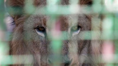 Escaped Lioness Kills Keeper in Iran, Prowls Zoo for Hours